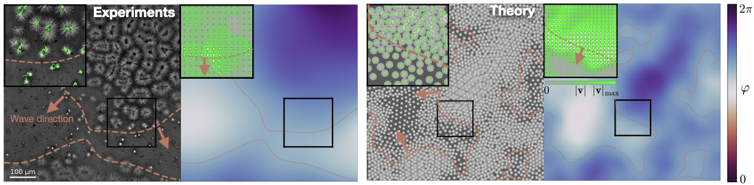 How chemical waves in a cell extract create their own currents