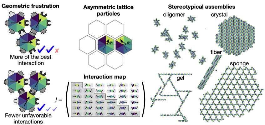 Why do proteins and colloids only ever form a few shapes?